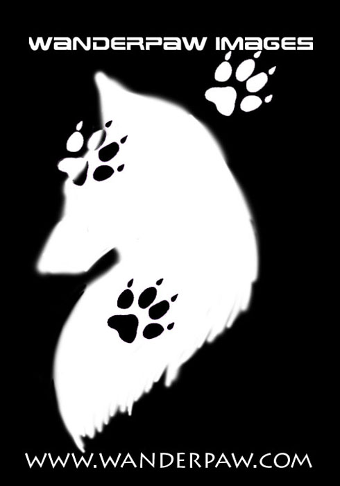 wolf with paw prints poster