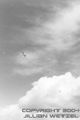 seagull and clouds