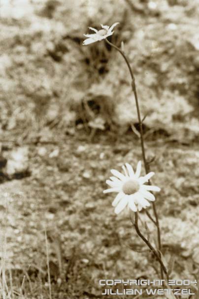 sepia dasies