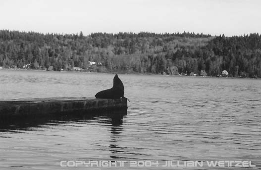 Sea lion at the dock