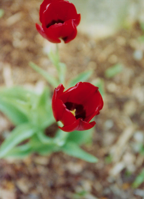 red tulips