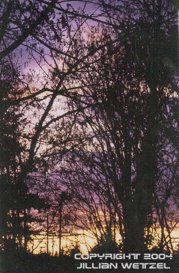 Sunset Trees