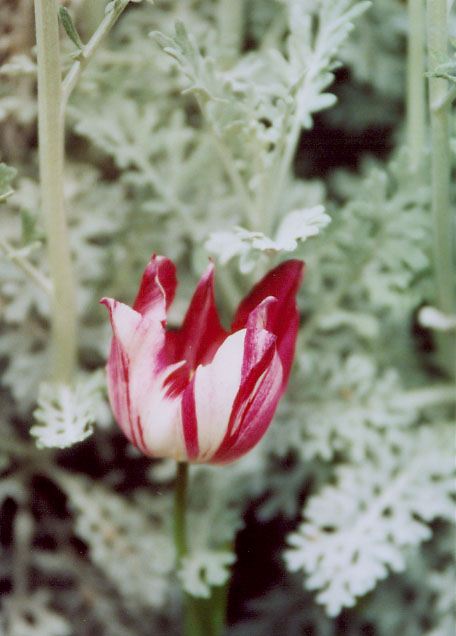 pretty tulip in front of dusty miller plants